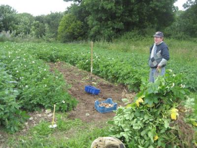 Potato crop with student Denis Creane Killmallock