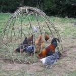 Hens in Willow