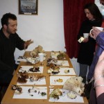 Musherooms Ballinruane 135