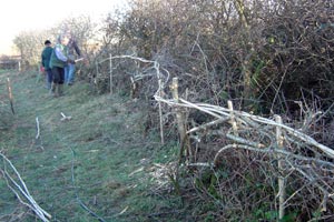 Hedge Laying